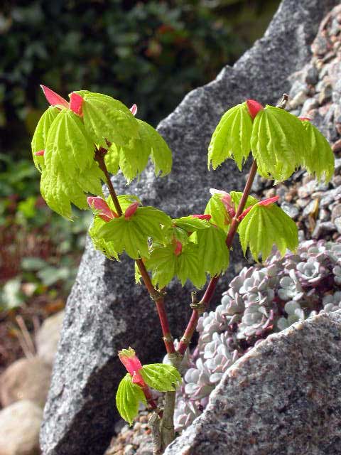 Acer shirasawanum 'Aureum'