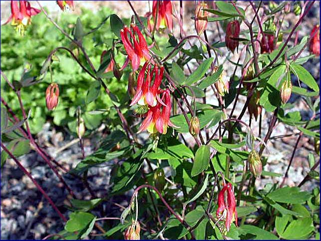 Aquilegia canadensis