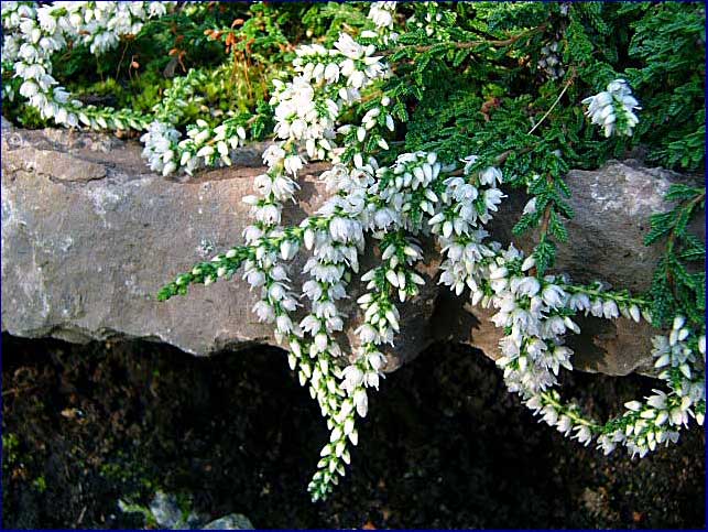 Calluna vulgaris 'Low-White'
