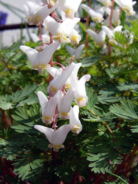 Dicentra cucularia