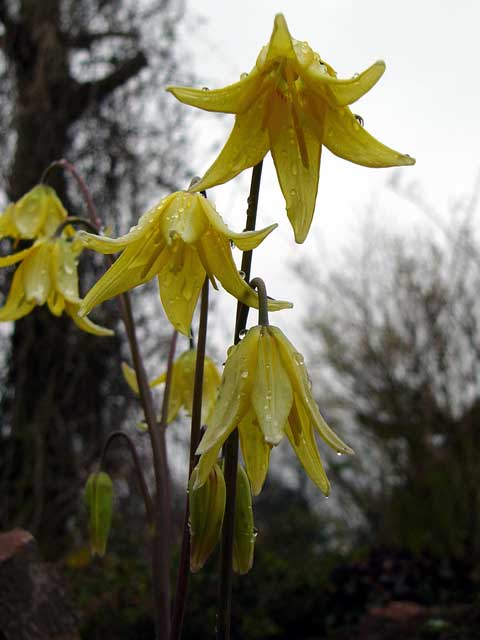Erythronium 'Kondo'
