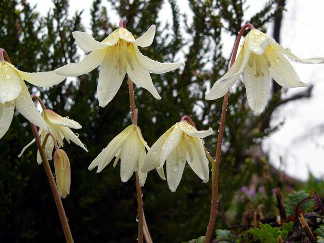 Erythronium 'Pagoda'