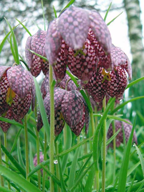 Fritillaria meleagris 2