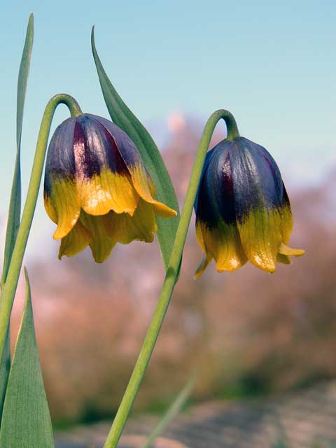 Fritillaria michailovskyi