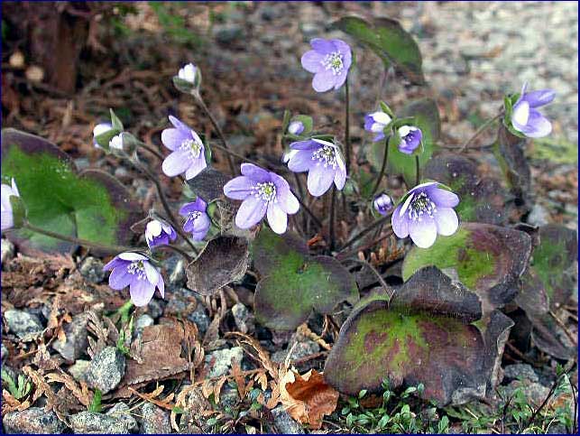 Hepatica nobilis