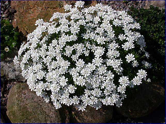Iberis sempervirens x saxalis