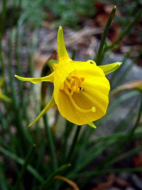 Narcissus bulbocodium blomst