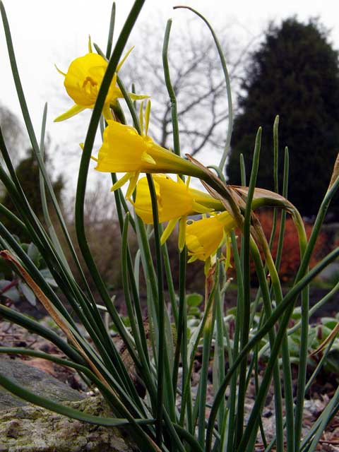 Narcissus bulbocodium 2