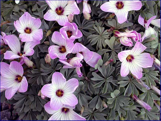 Oxalis adenophylla