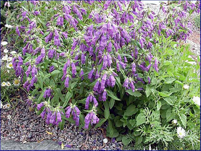 Penstemon procerus