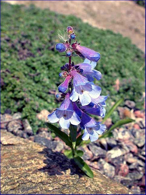 Penstemon virens