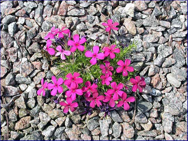 Phlox douglasii hybrid