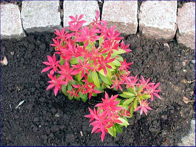 Pieris japonica 'Forest Flame'