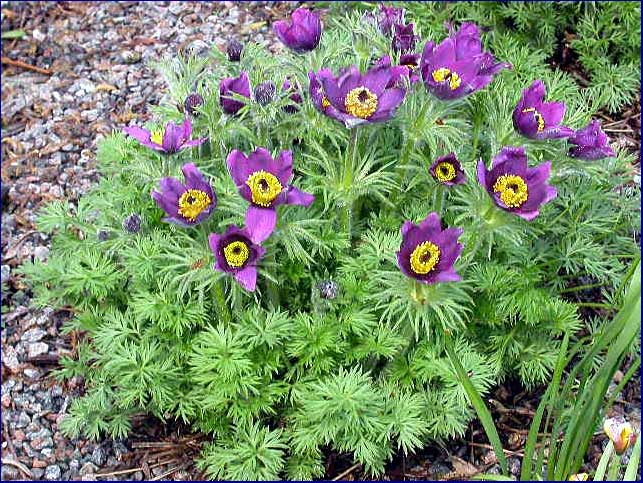 Pulsatilla vulgaris