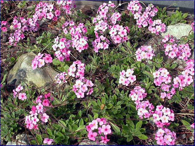 Saxifraga 'Dr. Ramsey'