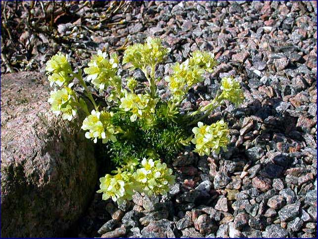 Saxifraga apiculata 'Gregor Mendel'