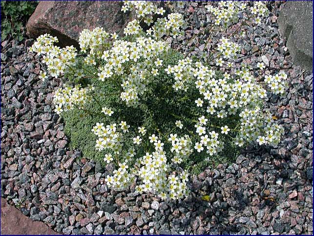 Saxifraga boydii