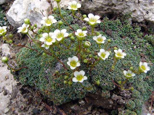 Saxifraga caesia 2