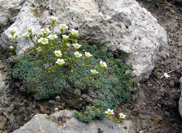 Saxifraga caesia