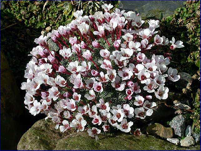 Saxifraga irvingii