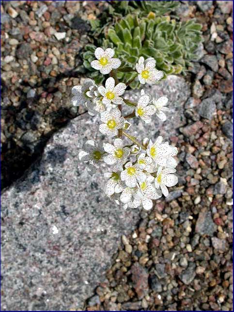 Saxifraga longiflora