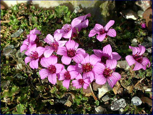 Saxifraga oppositifolia 'Norway'