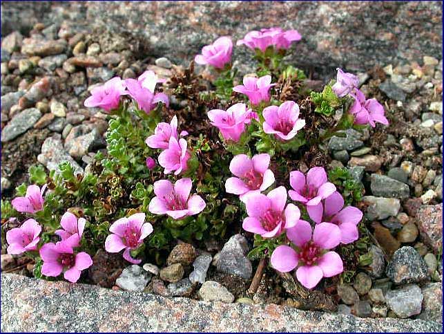 Saxifraga oppositifolia 'Skye'