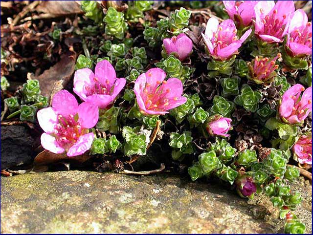 Saxifraga oppositifolia 'Splendens'