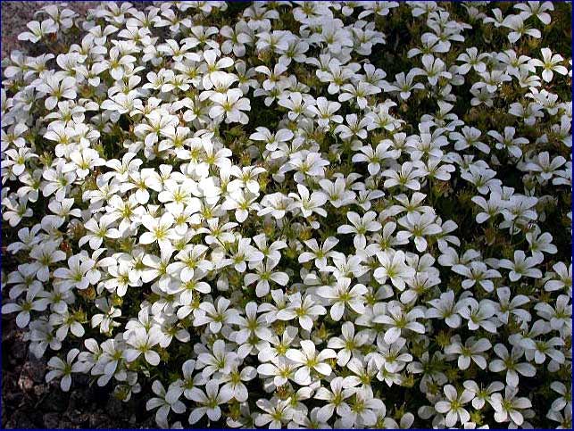 Saxifraga pedemontana 'White Alis'