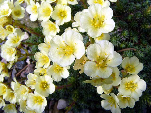 Saxifraga x borisii -'Marianna'