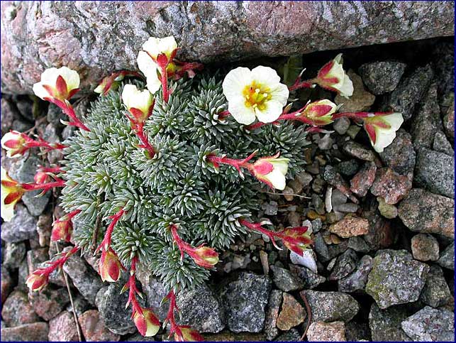 Saxifraga x boydii 'Faldonside'