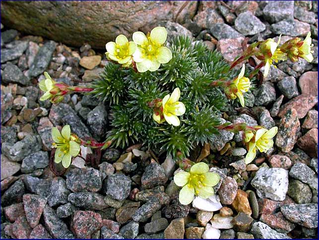 Saxifraga x elisabethae 'Boston Spa'