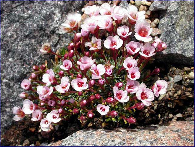 Saxifraga x irvingii 'Jenkinsiae'
