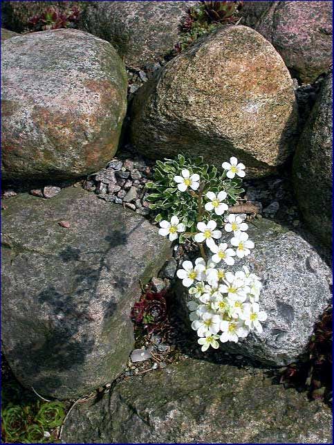 Saxifraga x paniculata 'Esther'