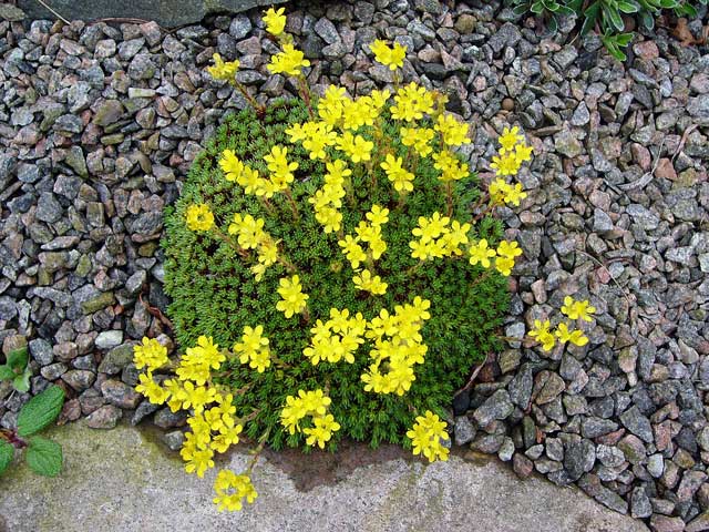 Saxifraga haagii