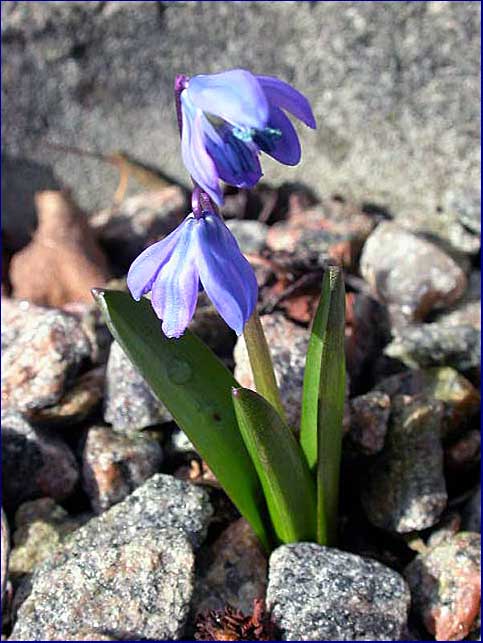 Scilla sibirica