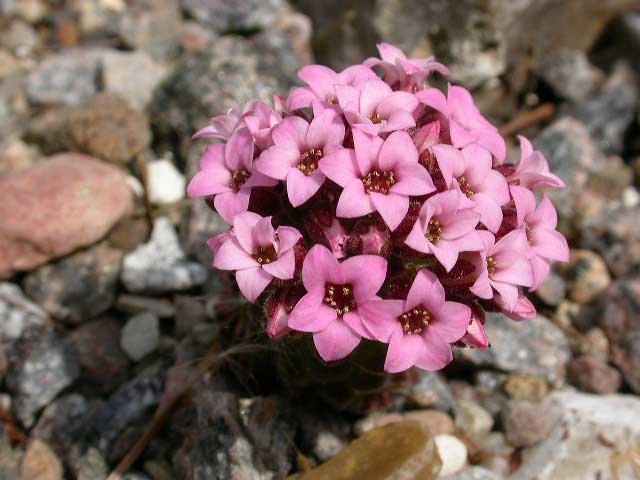 Sedum pilosum 2