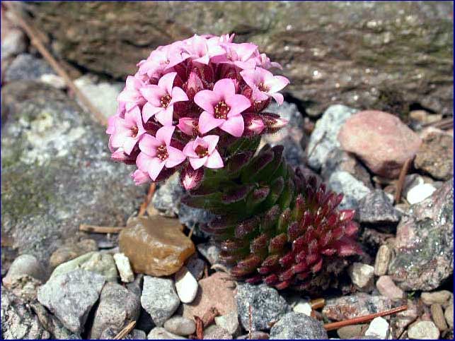 Sedum pilosum