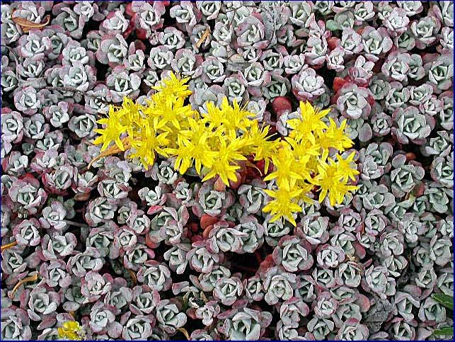 Sedum spathulifolium