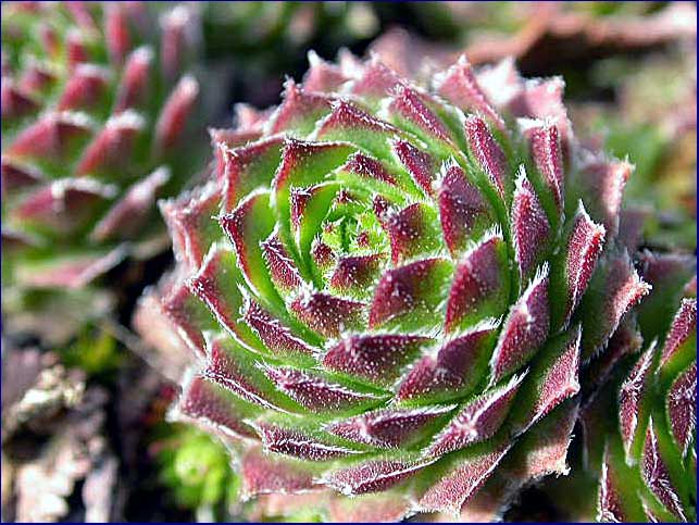 Sempervivum montanum