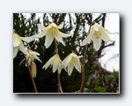 Klik for forst�rrelse