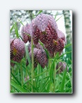 Klik for forst�rrelse