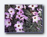 Klik for forst�rrelse
