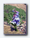 Klik for forst�rrelse