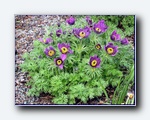 Klik for forst�rrelse