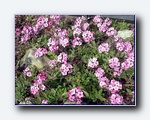 Klik for forst�rrelse