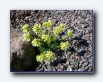 Klik for forst�rrelse
