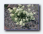 Klik for forst�rrelse