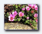 Klik for forst�rrelse