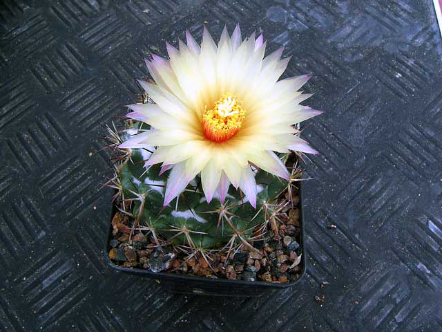 Coryphantha retusa